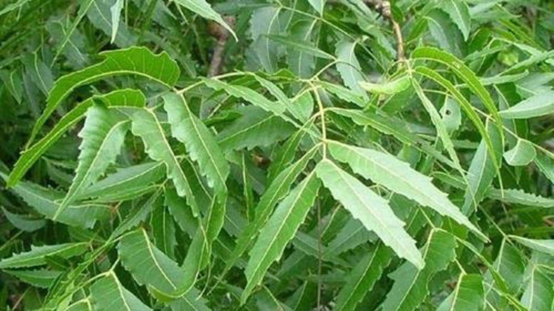 ใบสะเดา: เคล็ดลับความงามเพื่อผิวสวยไร้ที่ติ