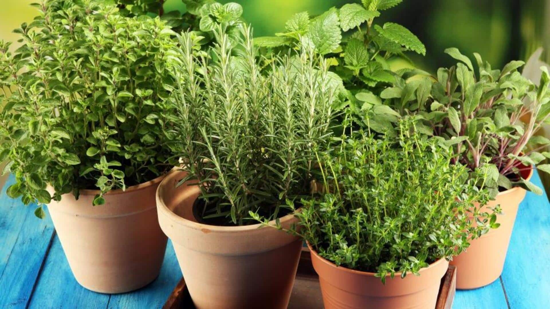 5 วิธีผ่อนคลายผ่านกิจกรรมในสวนสมุนไพร