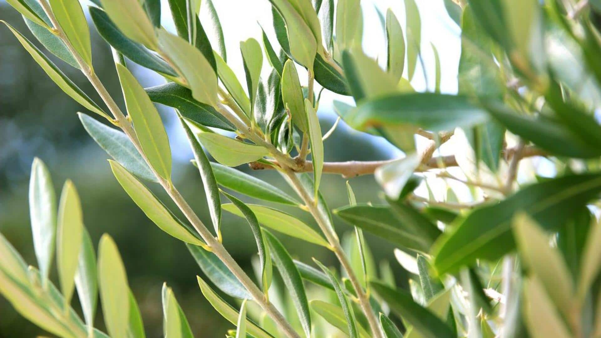 สารสกัดจากใบมะกอก: เคล็ดลับความงามเหนือกาลเวลาเพื่อผิวเปล่งปลั่ง