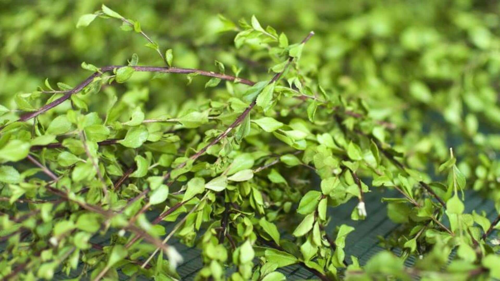 ใบบูชู: เติมเต็มผิวสวยด้วยพลังสารต้านอนุมูลอิสระ