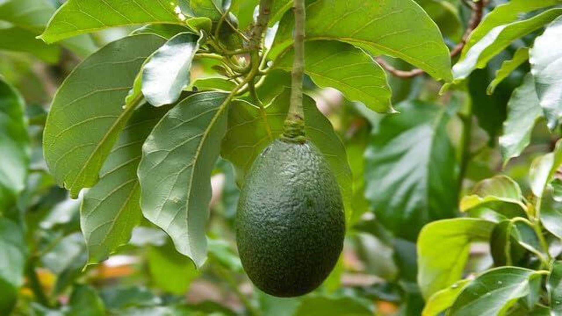 ใบอะโวคาโด: เคล็ดลับผิวอ่อนเยาว์จากธรรมชาติ