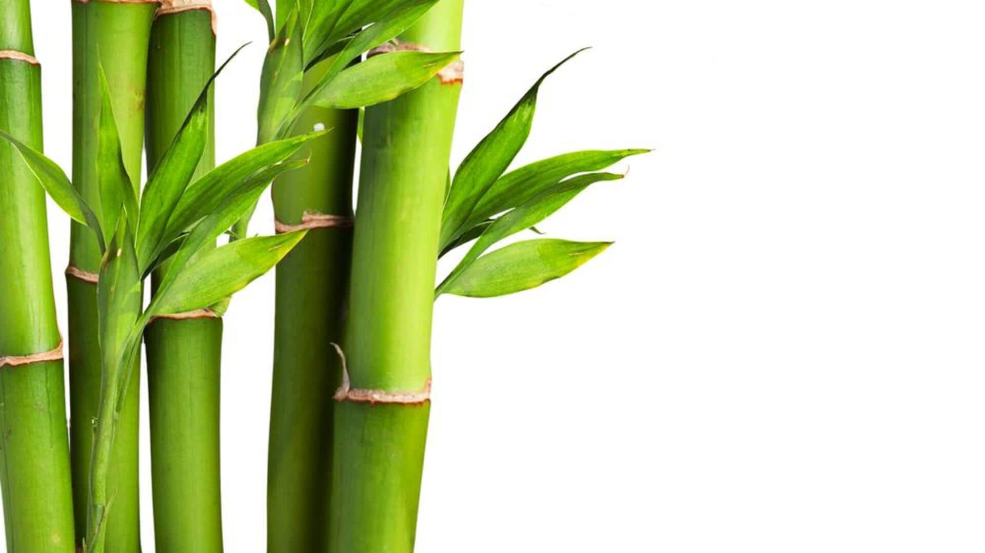 ประโยชน์ของไผ่เพื่อผิวที่สดชื่นและการฟื้นฟู