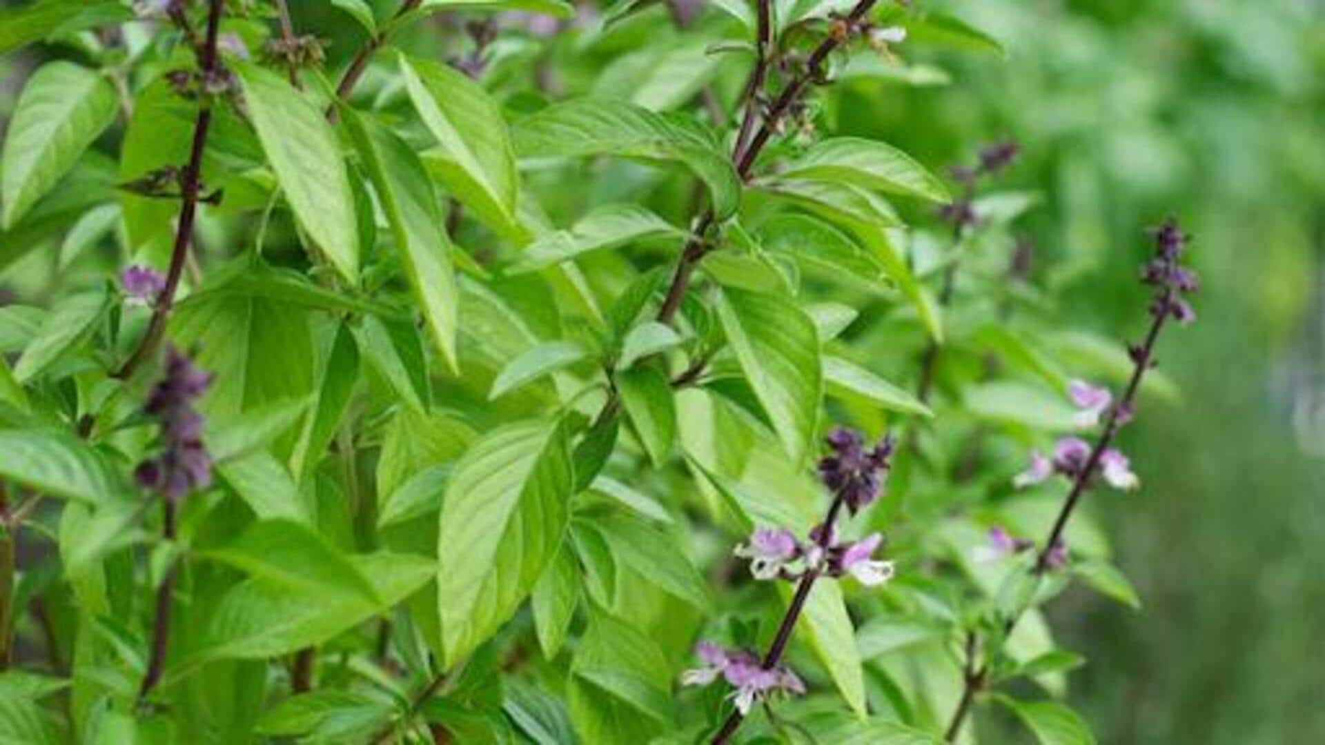 ใบโหระพา: เคล็ดลับสู่ผิวกระจ่างใสอย่างเป็นธรรมชาติ