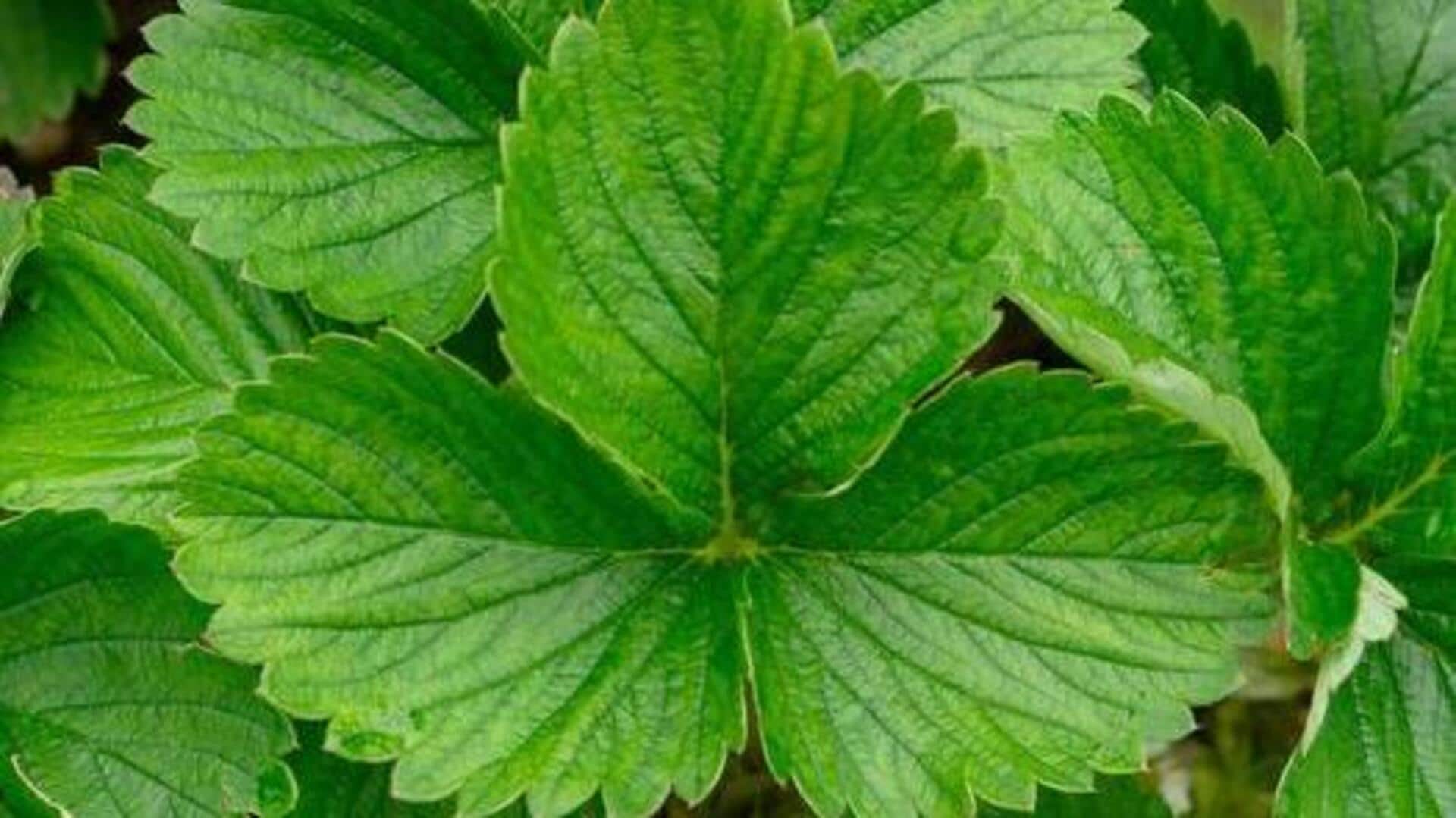 ใบสตรอว์เบอร์รี่: ประโยชน์ความงามที่ซ่อนอยู่