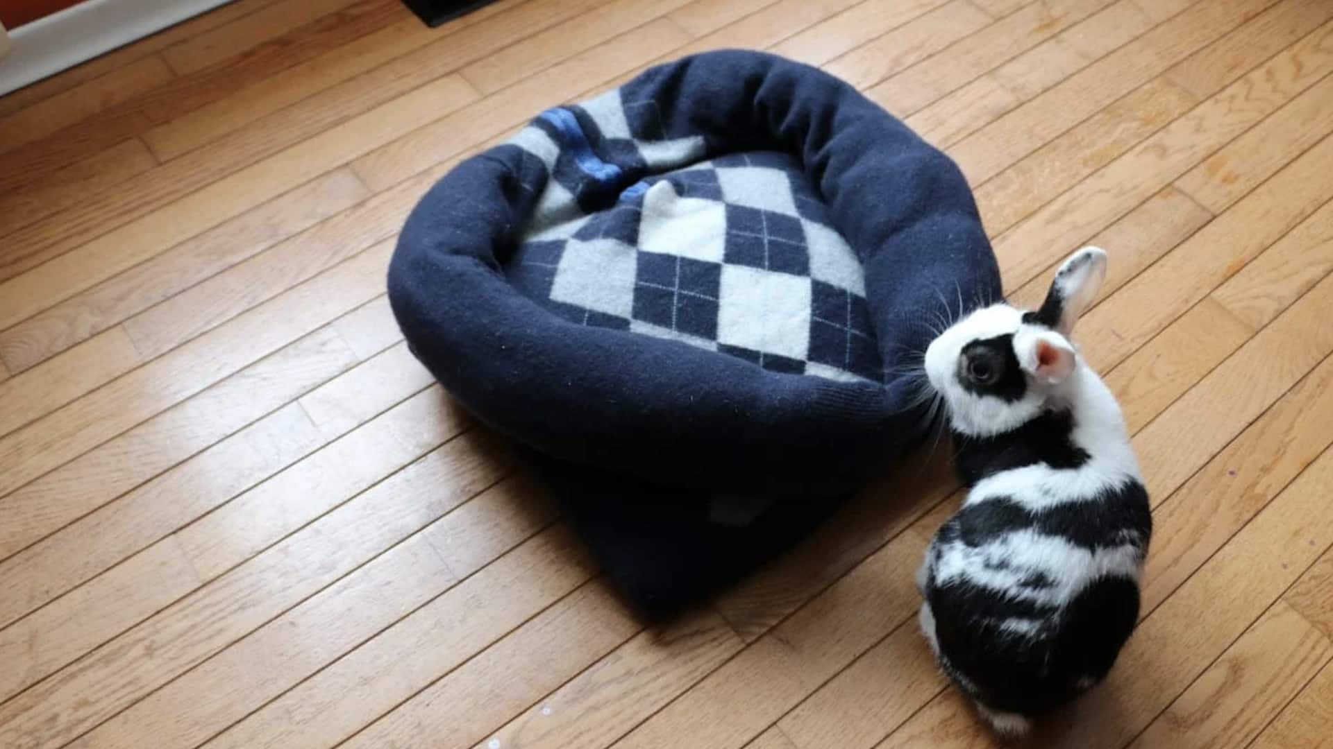 เปลี่ยนเสื้อสเวตเตอร์เก่าให้กลายเป็นที่นอนสัตว์เลี้ยงสุดอบอุ่น