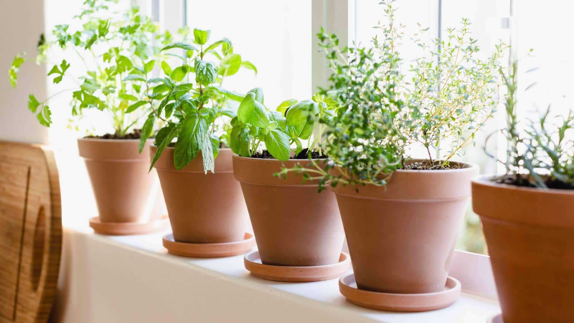 เพิ่มสมาธิด้วยการปลูกสมุนไพรในบ้าน