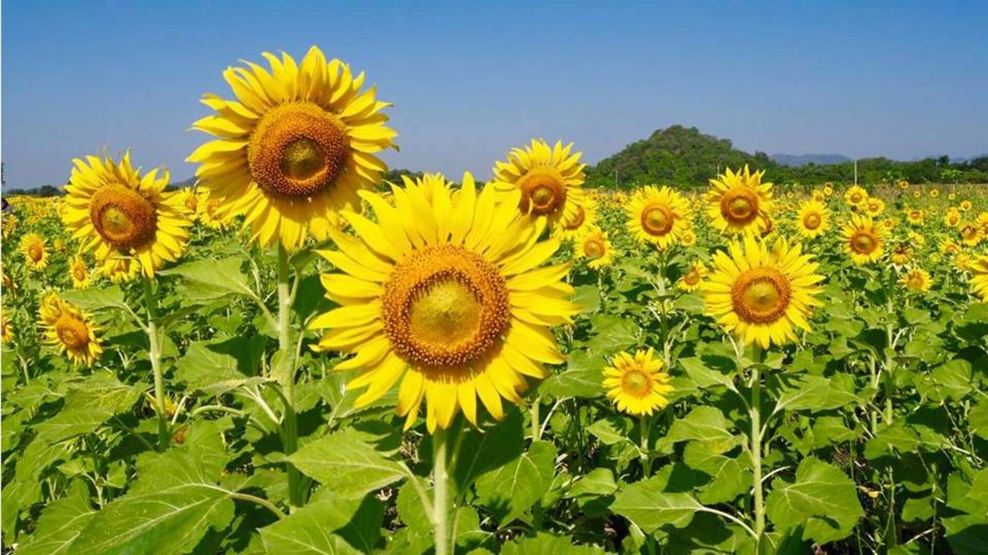 สำรวจซากปรักหักพังและทุ่งดอกทานตะวันในลพบุรี สำรวจซากปรักหักพังและทุ่งดอกทานตะวันในลพบุรี