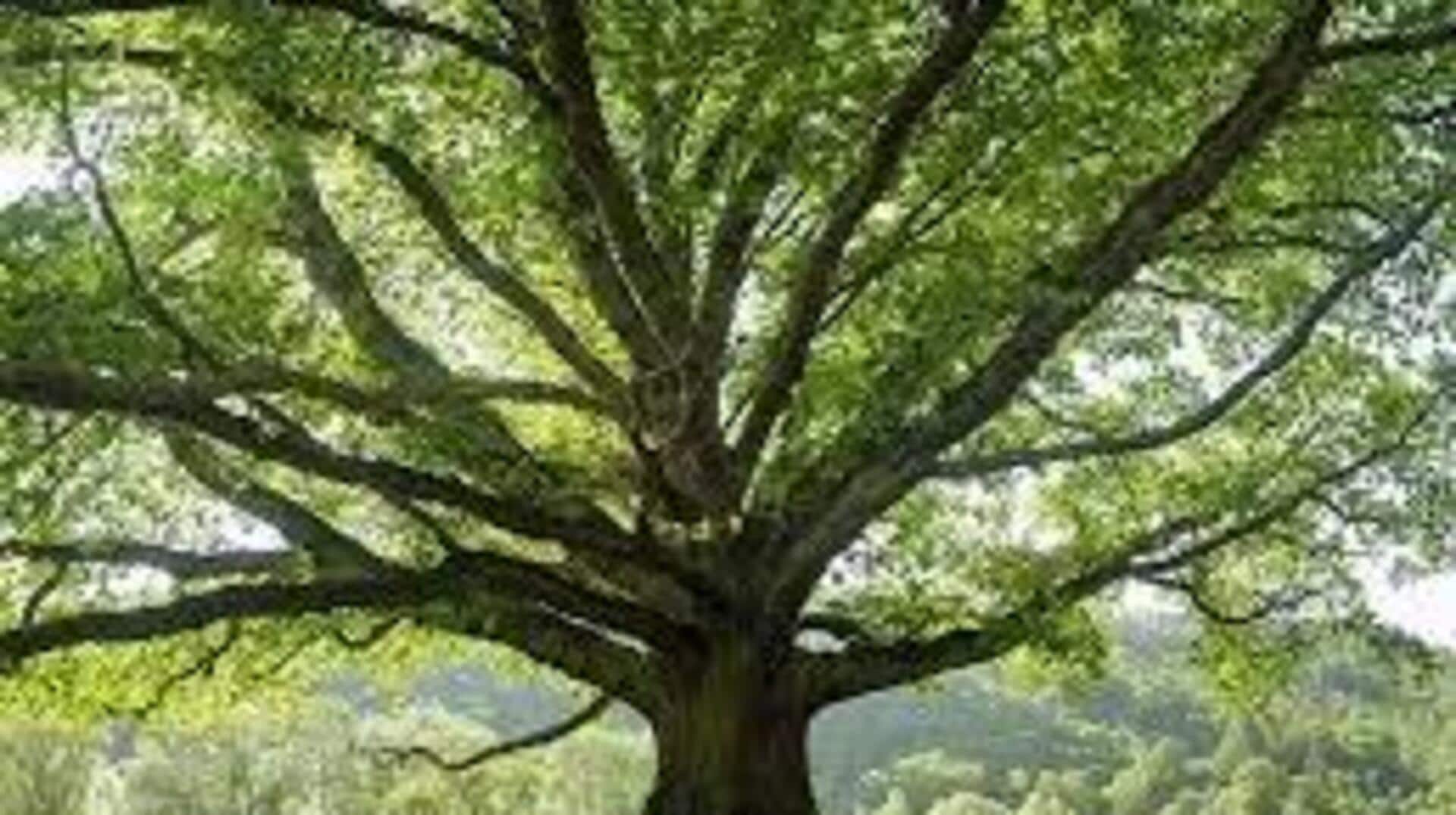 เพิ่มสมาธิด้วยการมองต้นไม้ทุกวัน