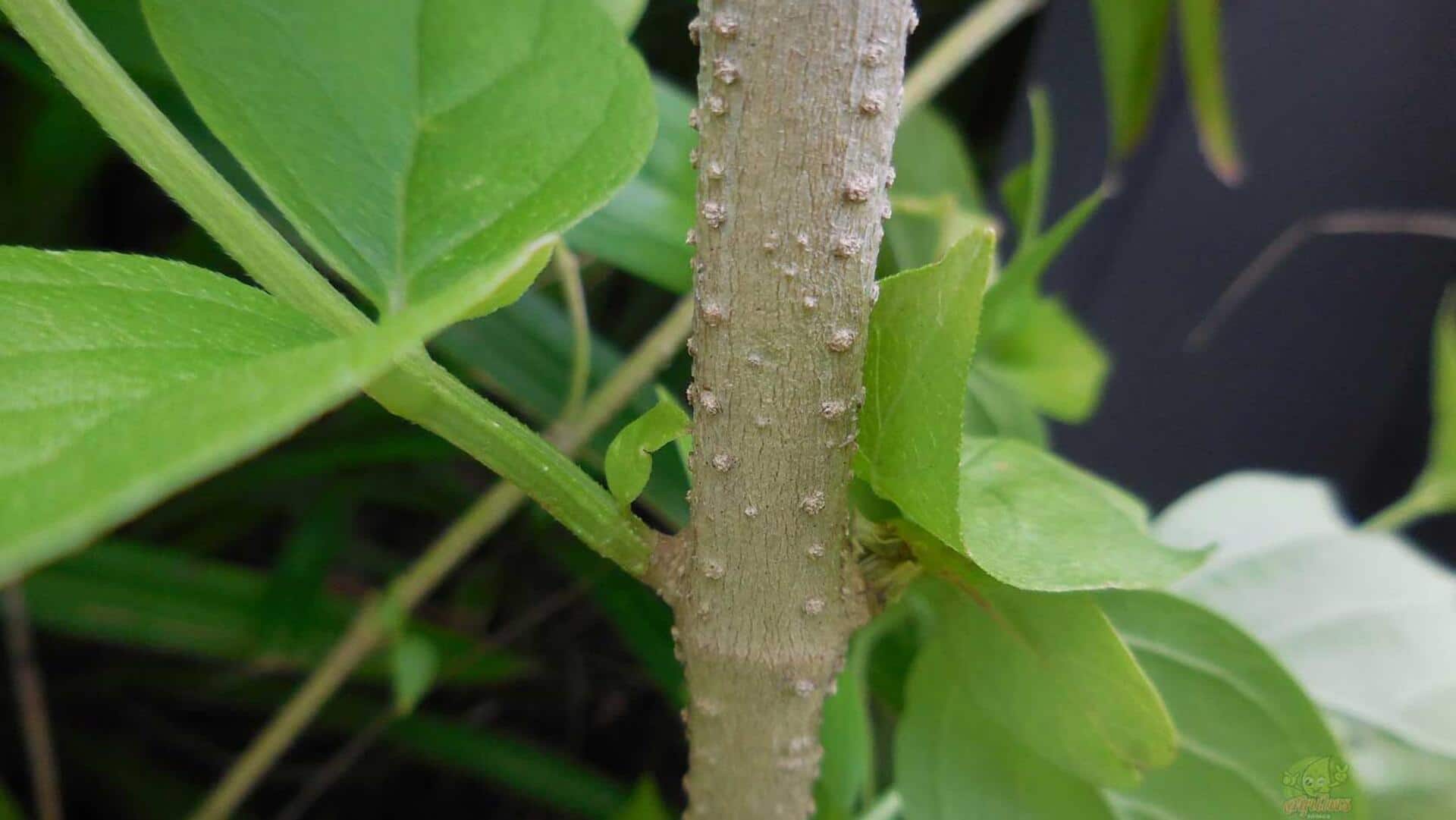 เปลือกต้นกรรณิการ์: ประโยชน์ด้านความงามเพื่อผิวสวย