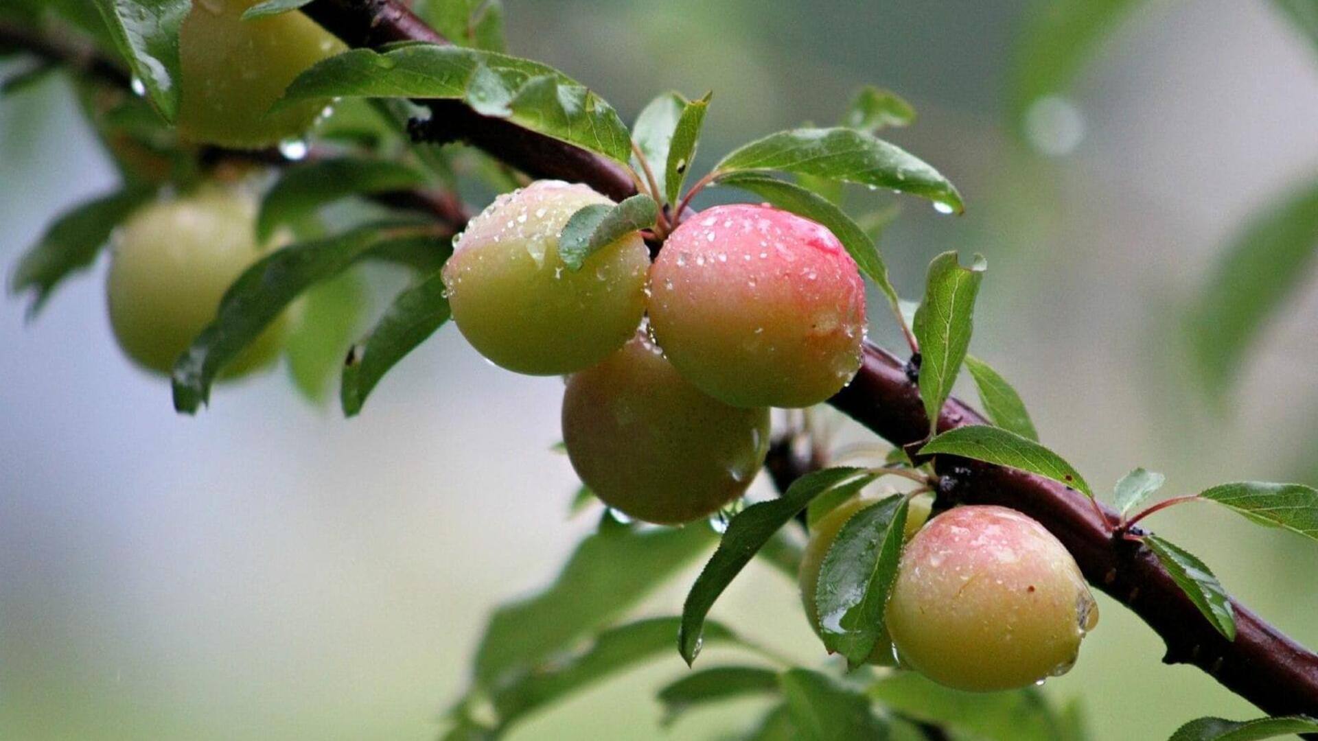 คาคาดูพลัม: เคล็ดลับจากธรรมชาติเพื่อผิวสวยไร้ที่ติ