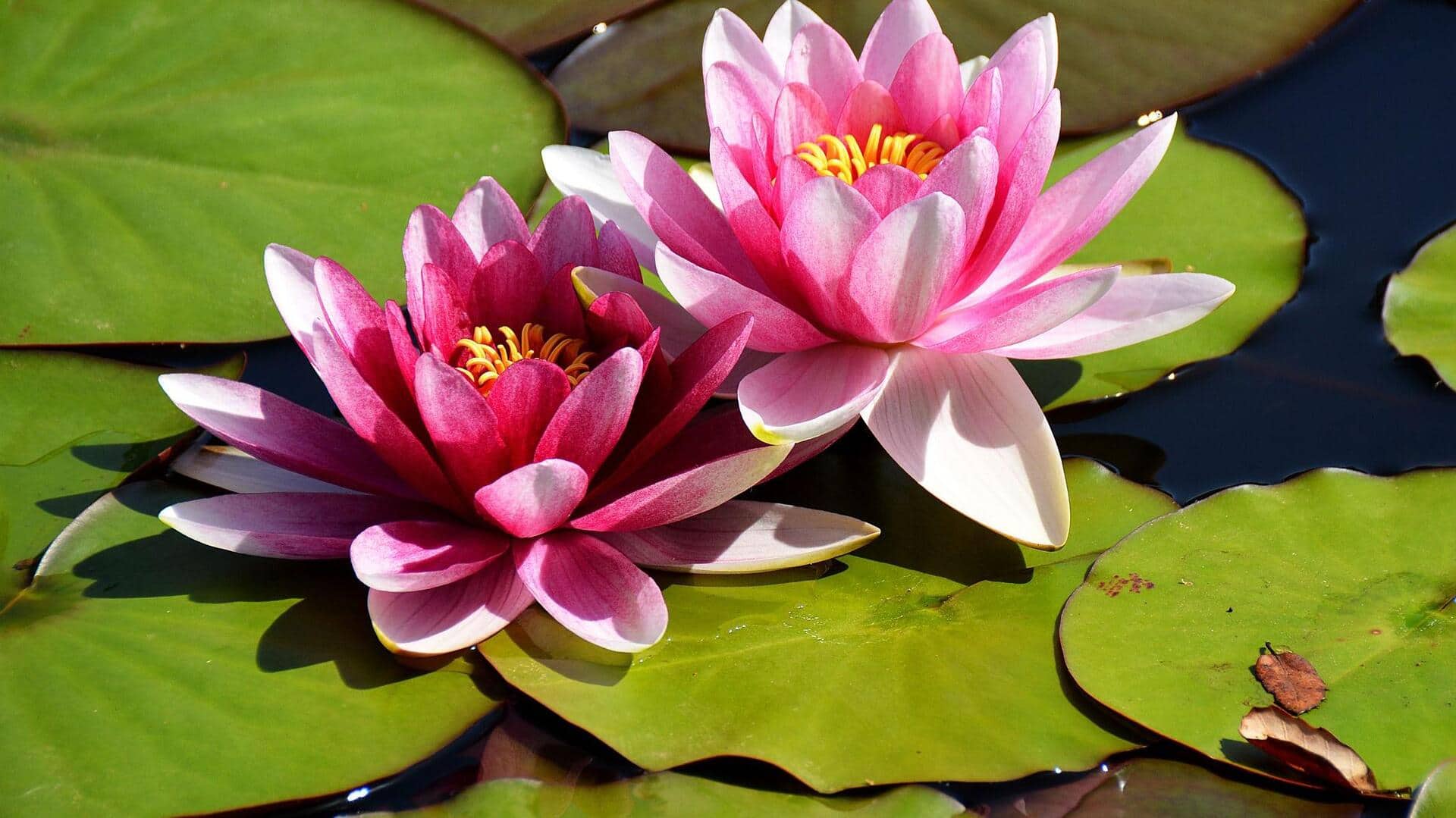 ดอกบัว: เคล็ดลับเพื่อผิวสวยสุขภาพดี