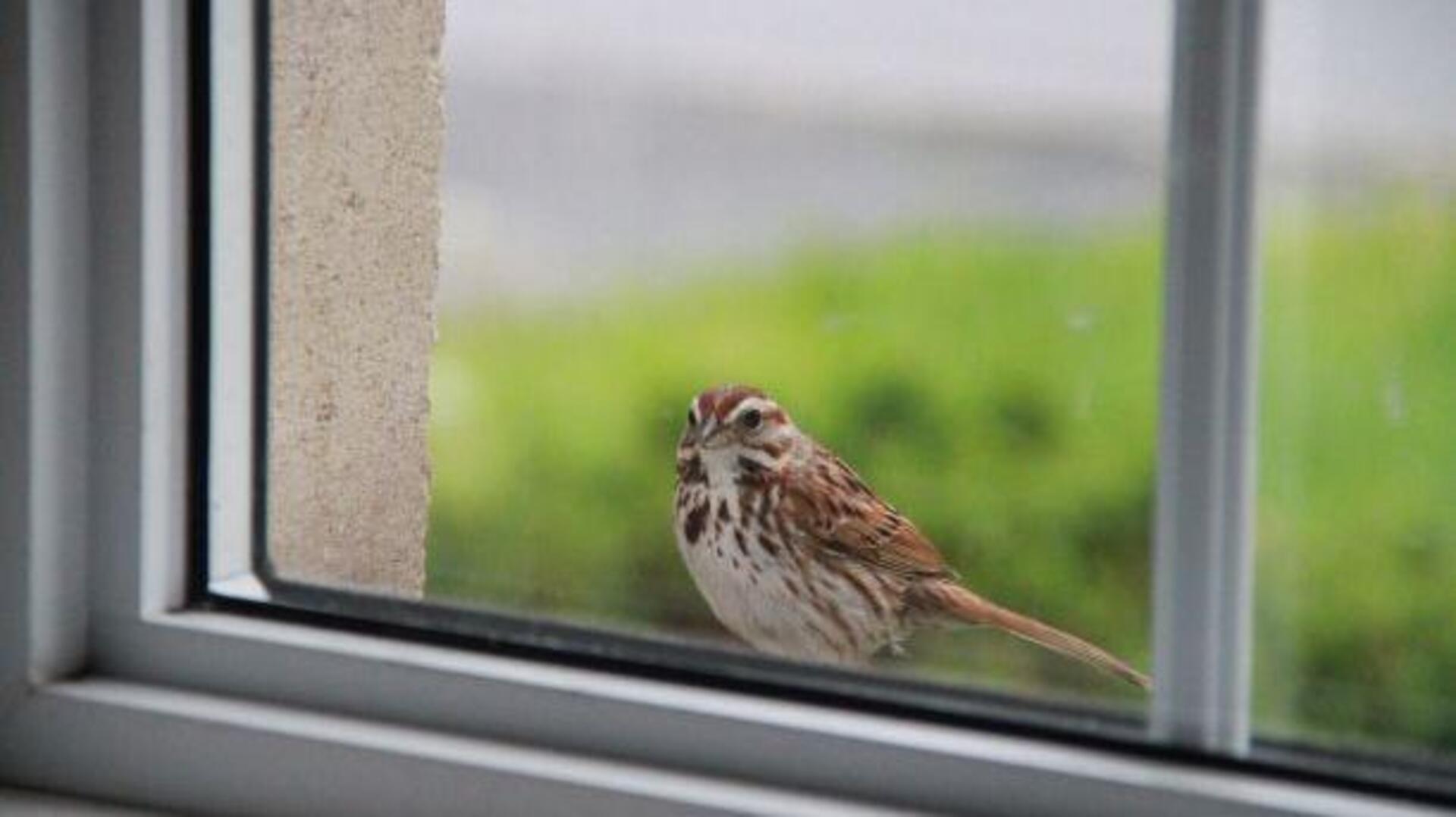 ผ่อนคลายจิตใจไปกับการดูนกผ่านหน้าต่าง
