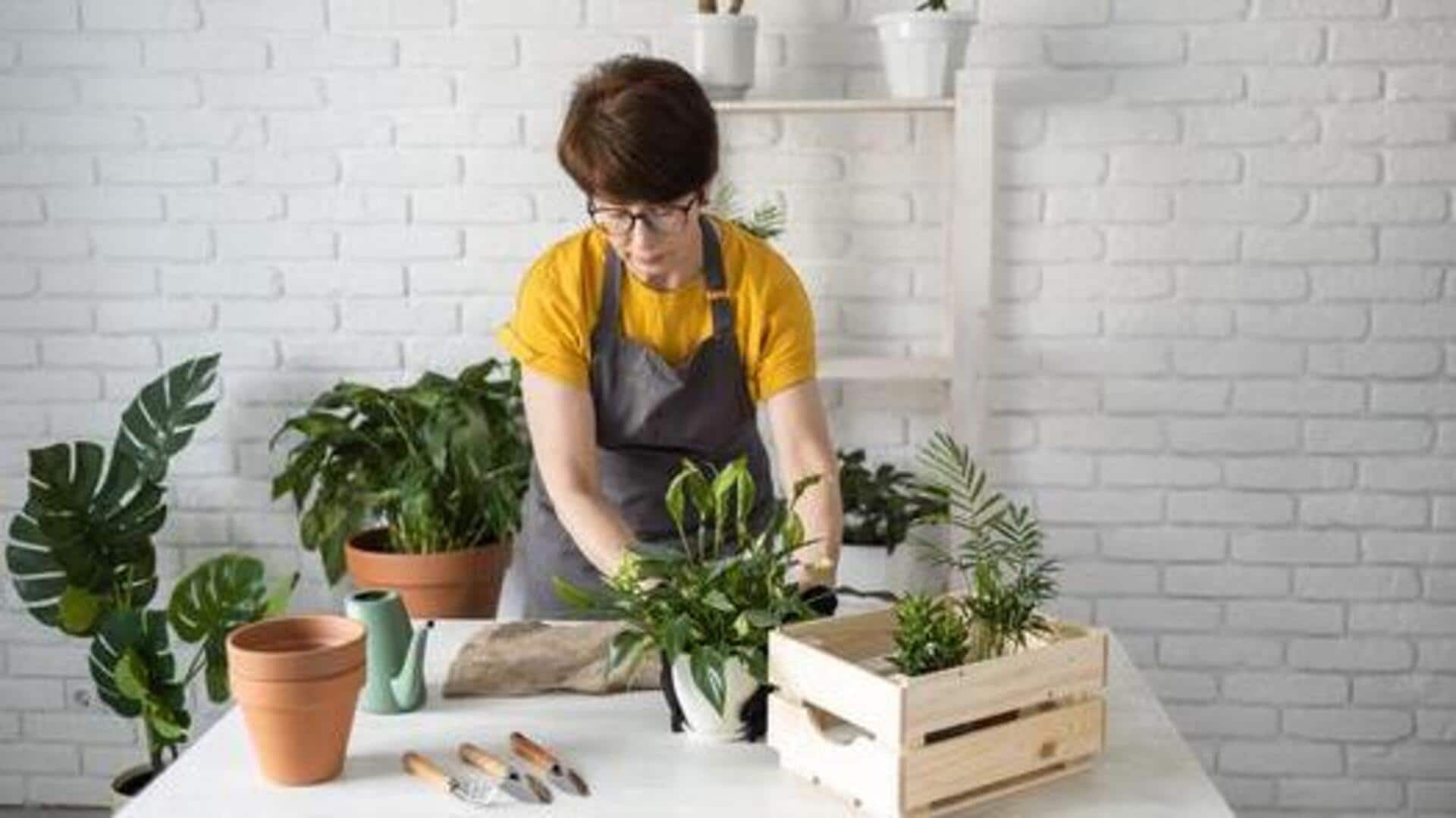 การเพิ่มความเป็นอยู่ด้วยการทำสวนในร่ม