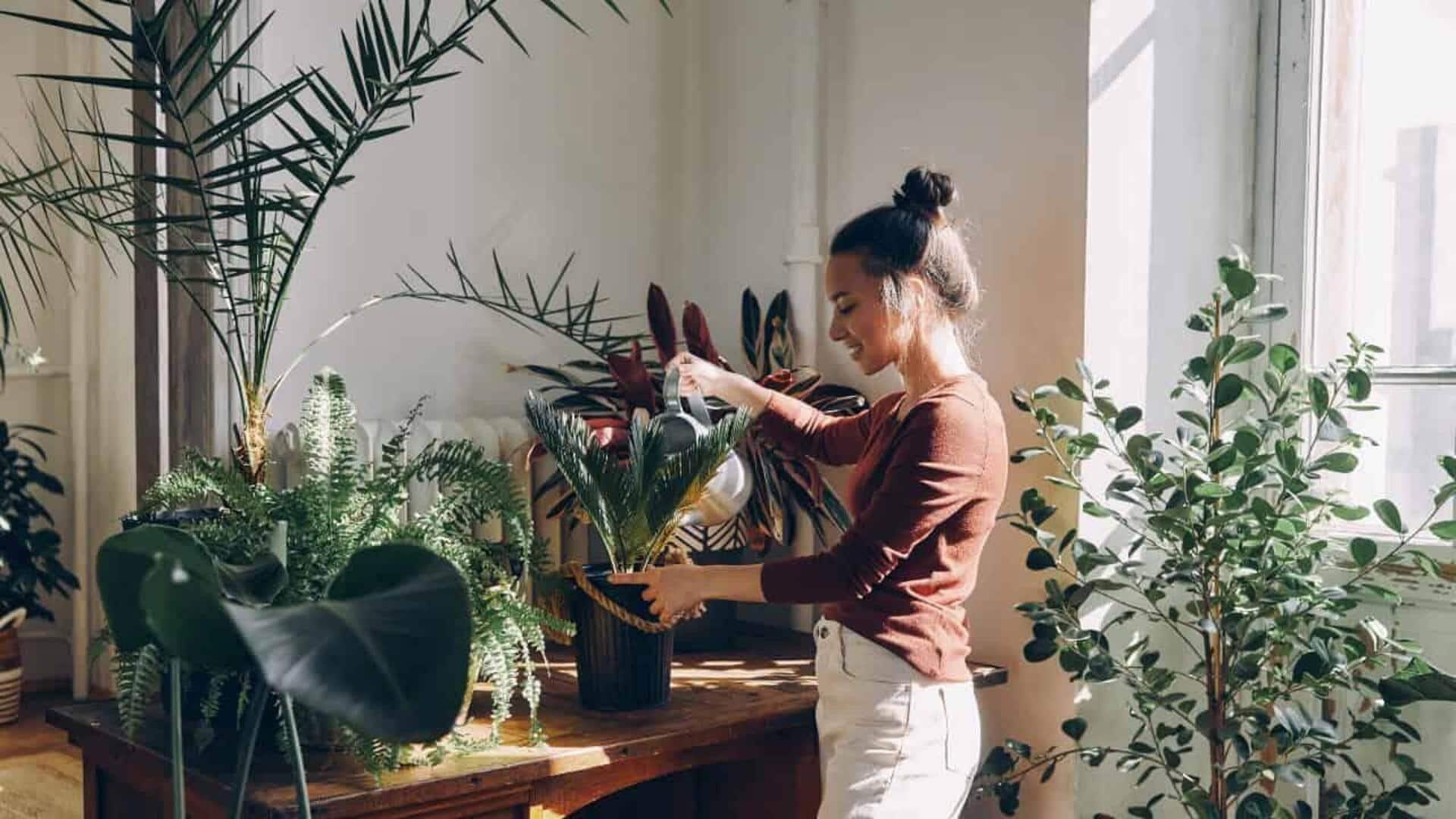 5 วิธีปรับอารมณ์ด้วยการจัดต้นไม้ในบ้าน