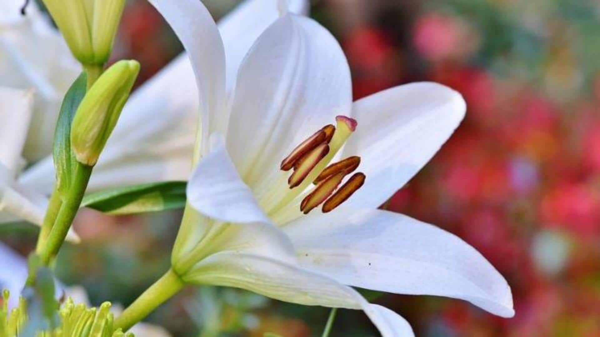 ประโยชน์ของกลีบดอกลิลลี่เพื่อผิวเนียนนุ่ม