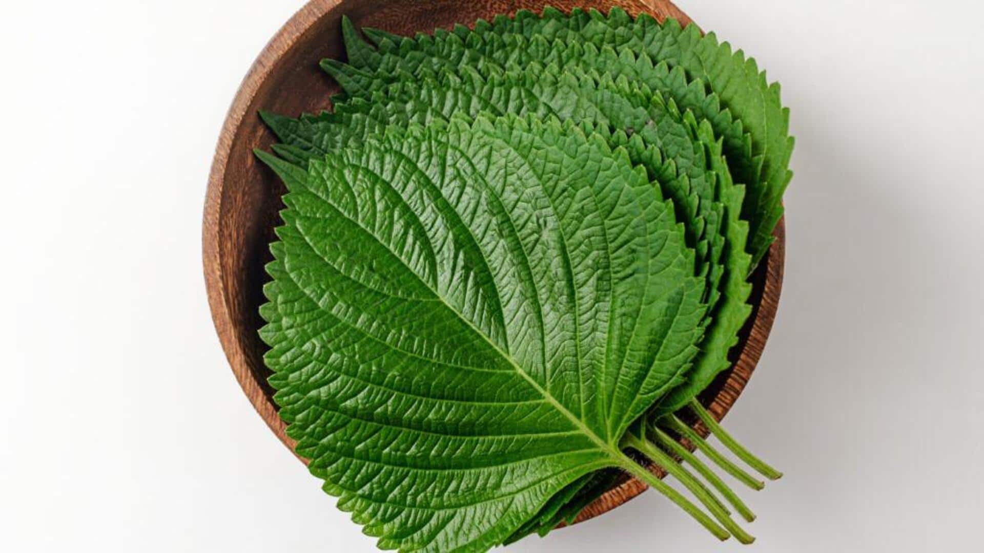 ใบงาขี้ม้อน: 5 ประโยชน์เพื่อผิวสวยสดใสไร้ที่ติ