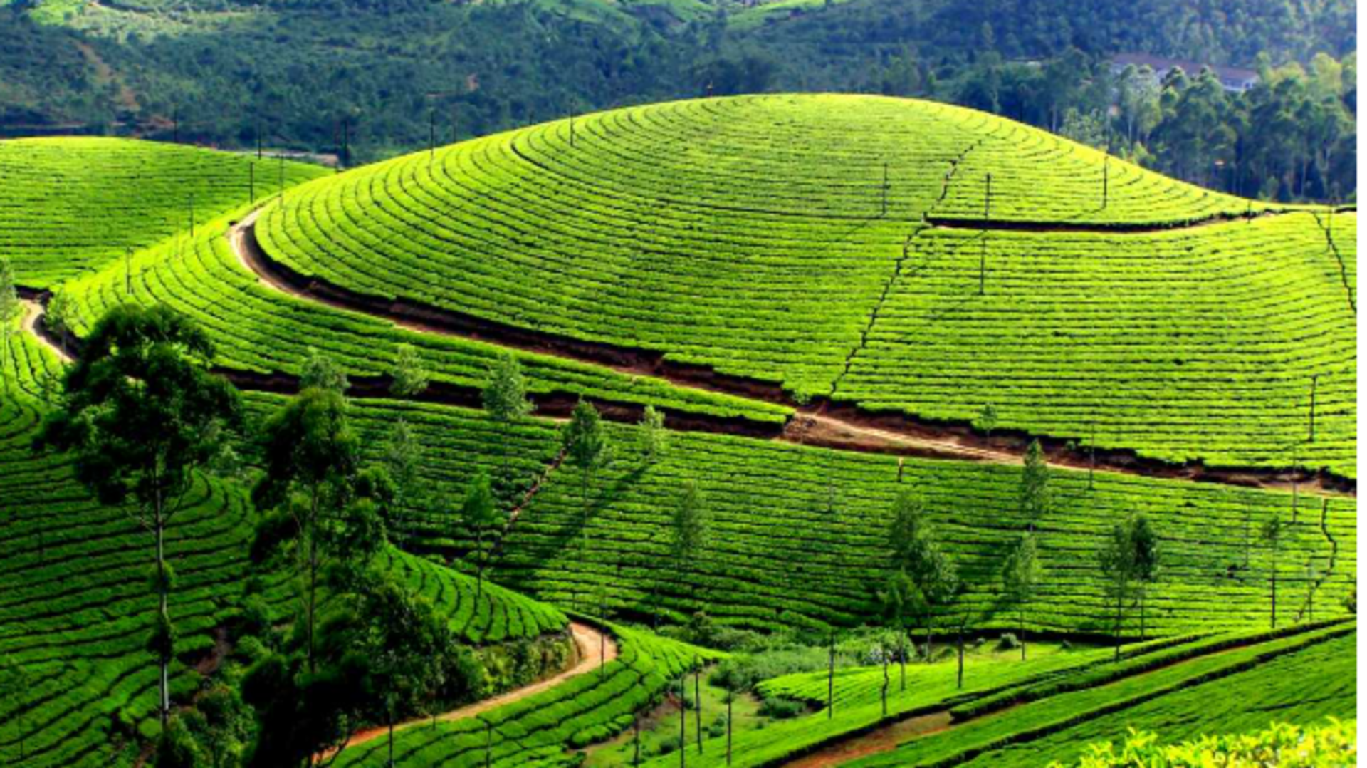 สำรวจไร่ชาชุ่มฉ่ำและสถานีภูเขาที่สวยงามในมุนนาร์ อินเดีย