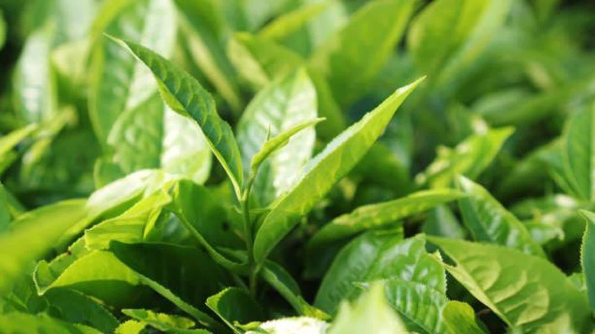 ใบชาช่วยให้ผิวอิ่มน้ำและสดชื่น