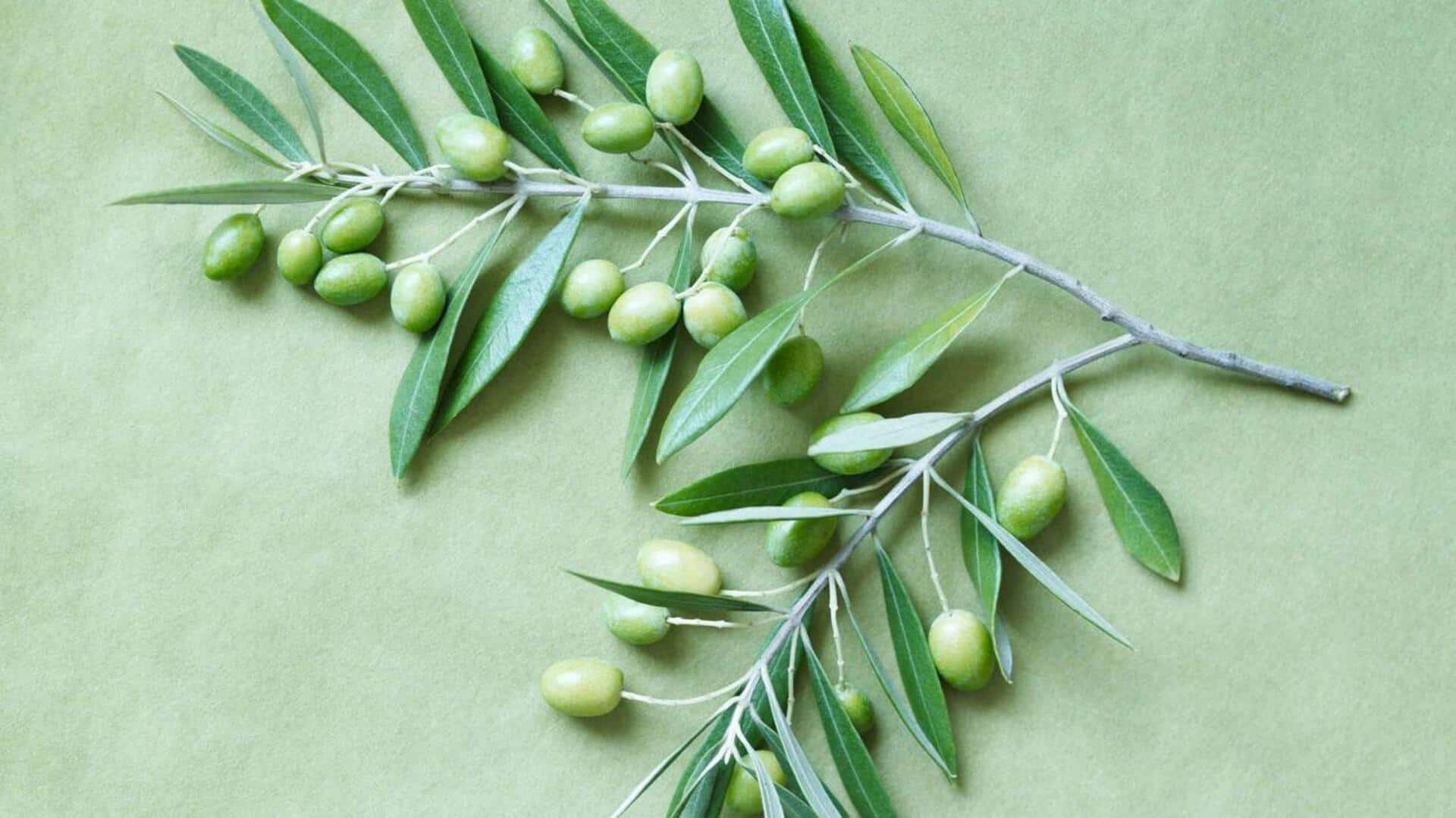 ใบมะกอก: เคล็ดลับเพื่อผิวสวยกระจ่างใส