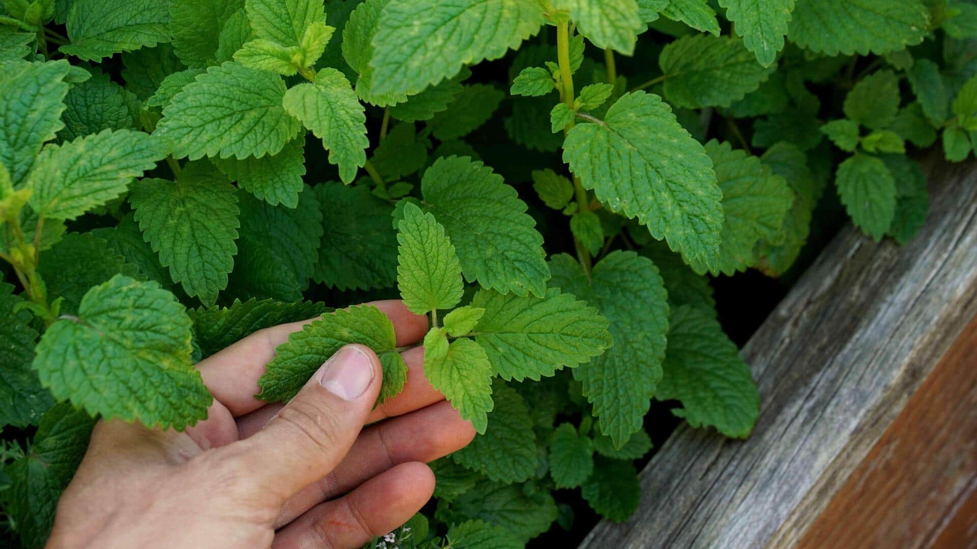 ประโยชน์ความงามของเลมอนบาล์มเพื่อผิวกระจ่างใส