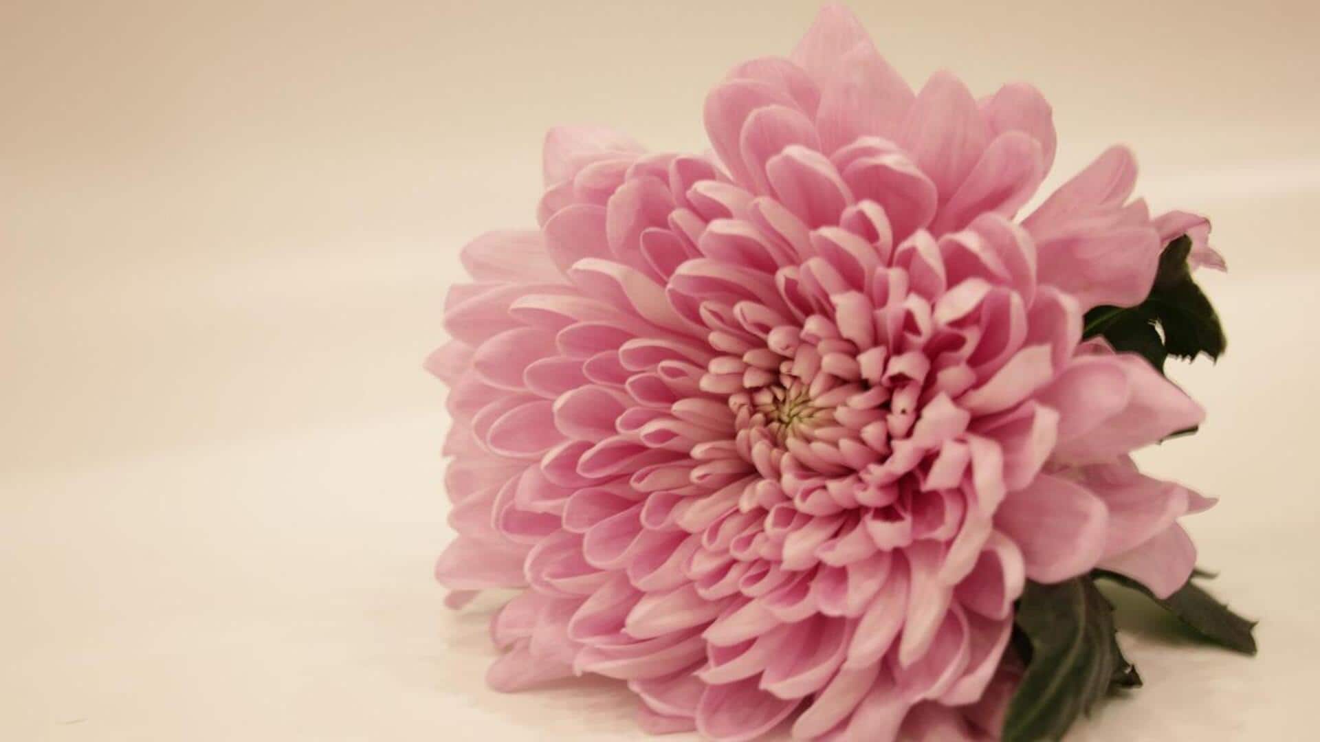 ประโยชน์ความงามจากกลีบดอกเบญจมาศบด