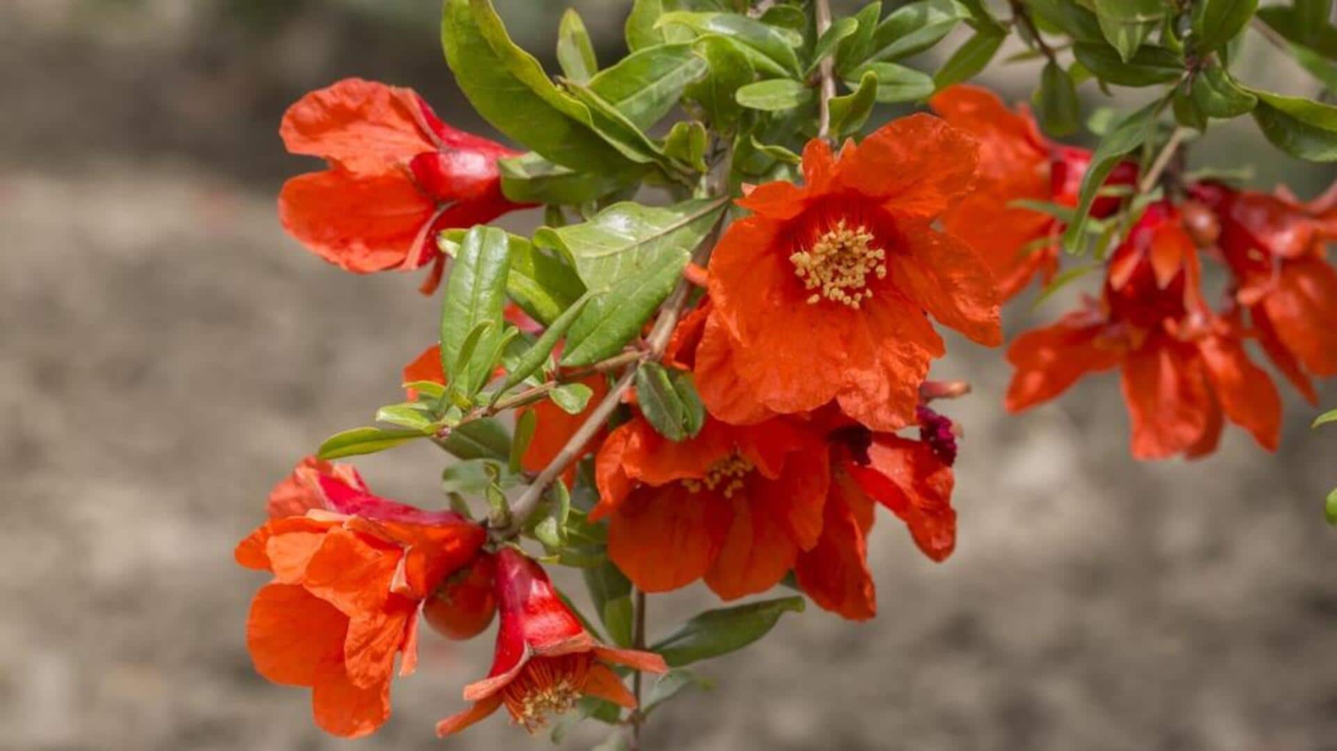 ดอกทับทิม: ความลับสู่ผิวสวยกระชับและเปล่งปลั่ง