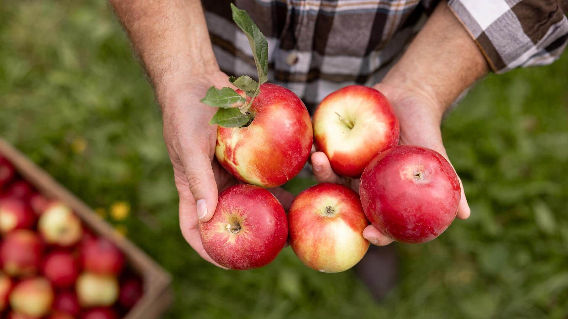 สวนแอปเปิ้ลที่น่าไปเยี่ยมชมจากกรุงปราก