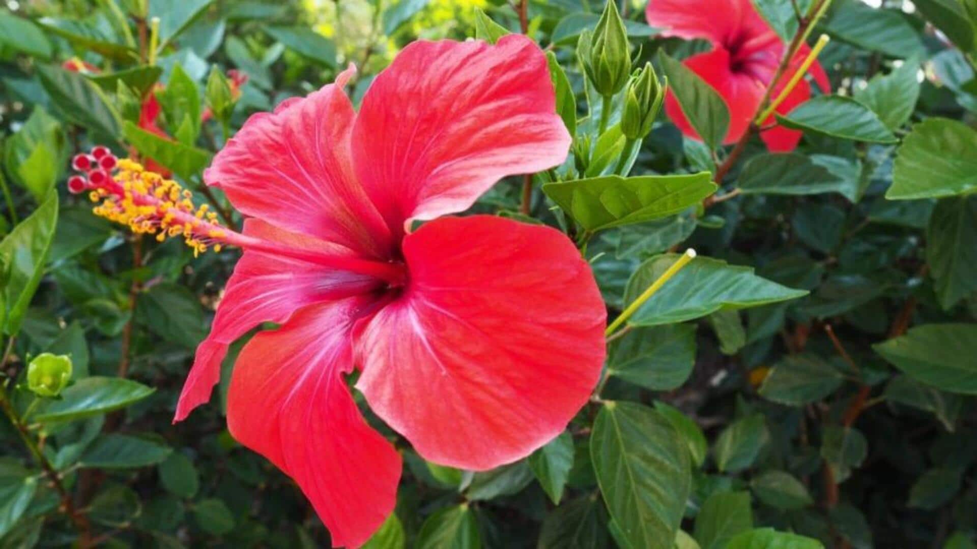 กลีบดอกชบา: ประโยชน์ด้านความงามที่คุณอาจไม่รู้