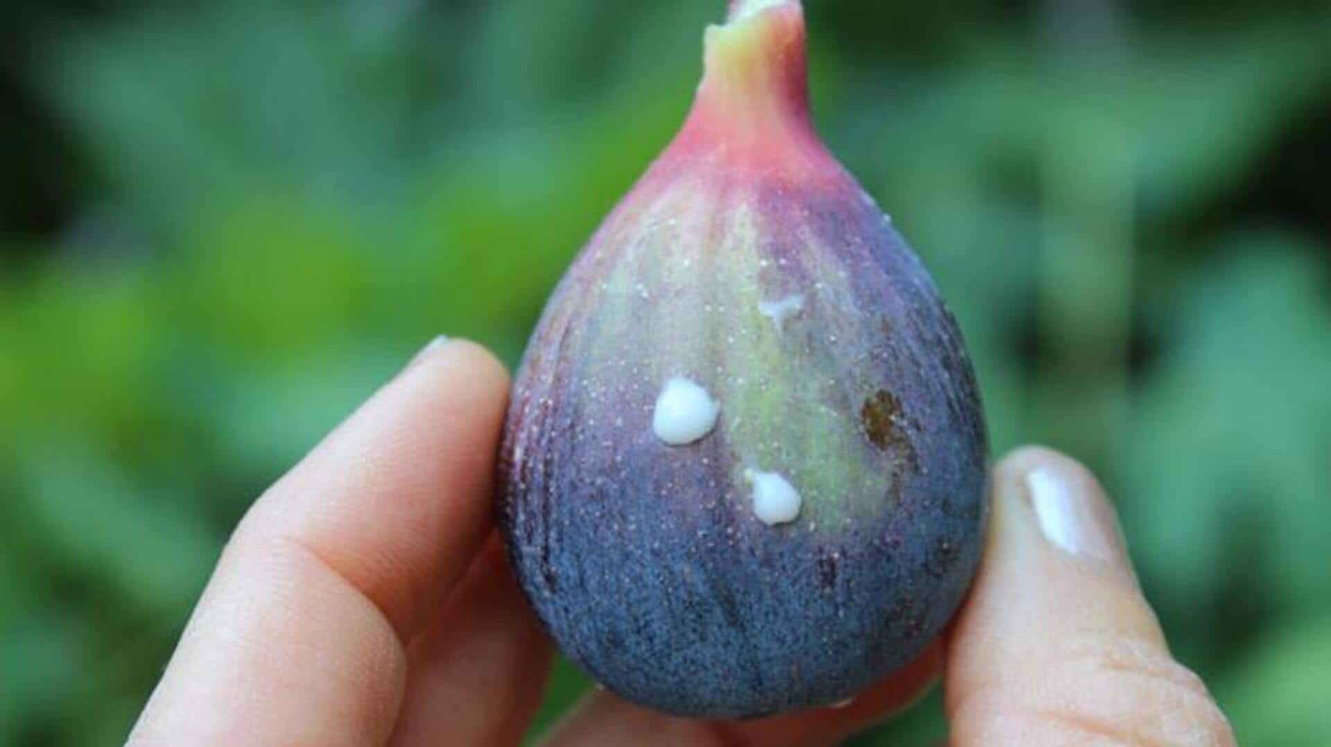 คุณประโยชน์ของยางมะเดื่อเพื่อผิวใสเรียบเนียนอย่างเป็นธรรมชาติ