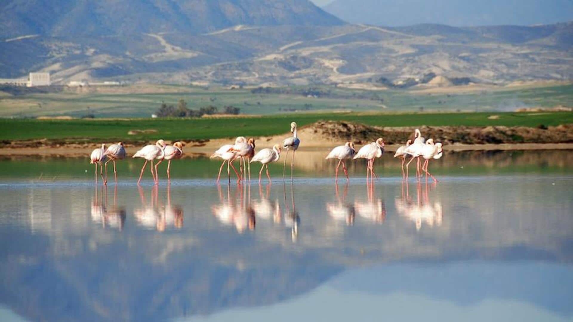 เส้นทางเดินป่าผ่านทะเลสาบเกลือสุดงดงามในไซปรัส