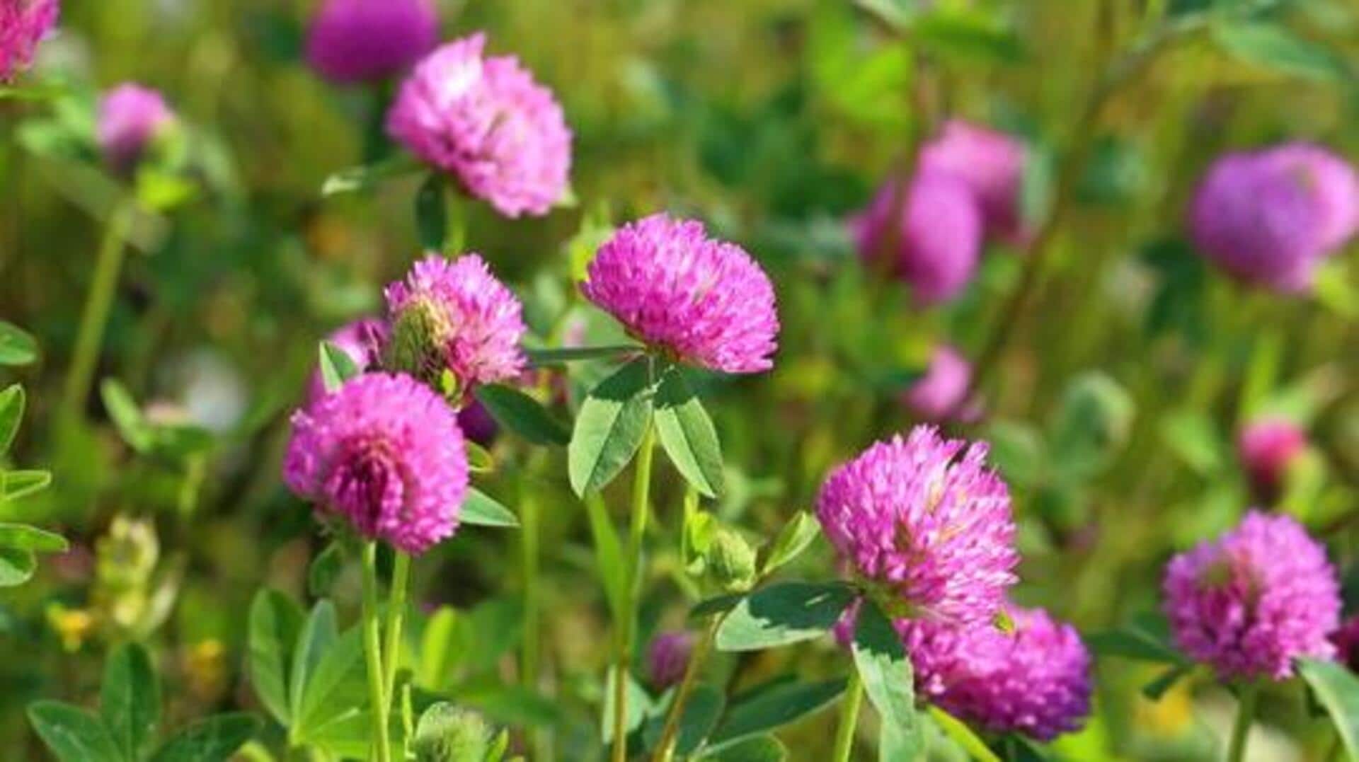 ประโยชน์ด้านความงามของดอกโคลเวอร์แดง