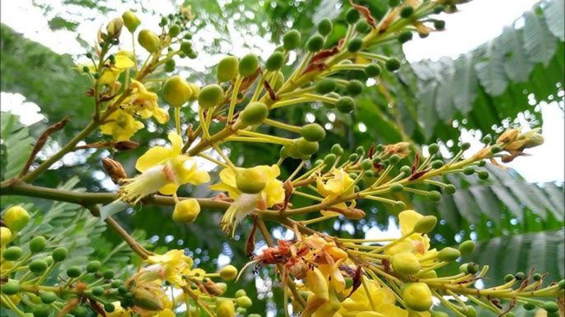 ดอกสะบันงา: เคล็ดลับผิวสวยอ่อนเยาว์