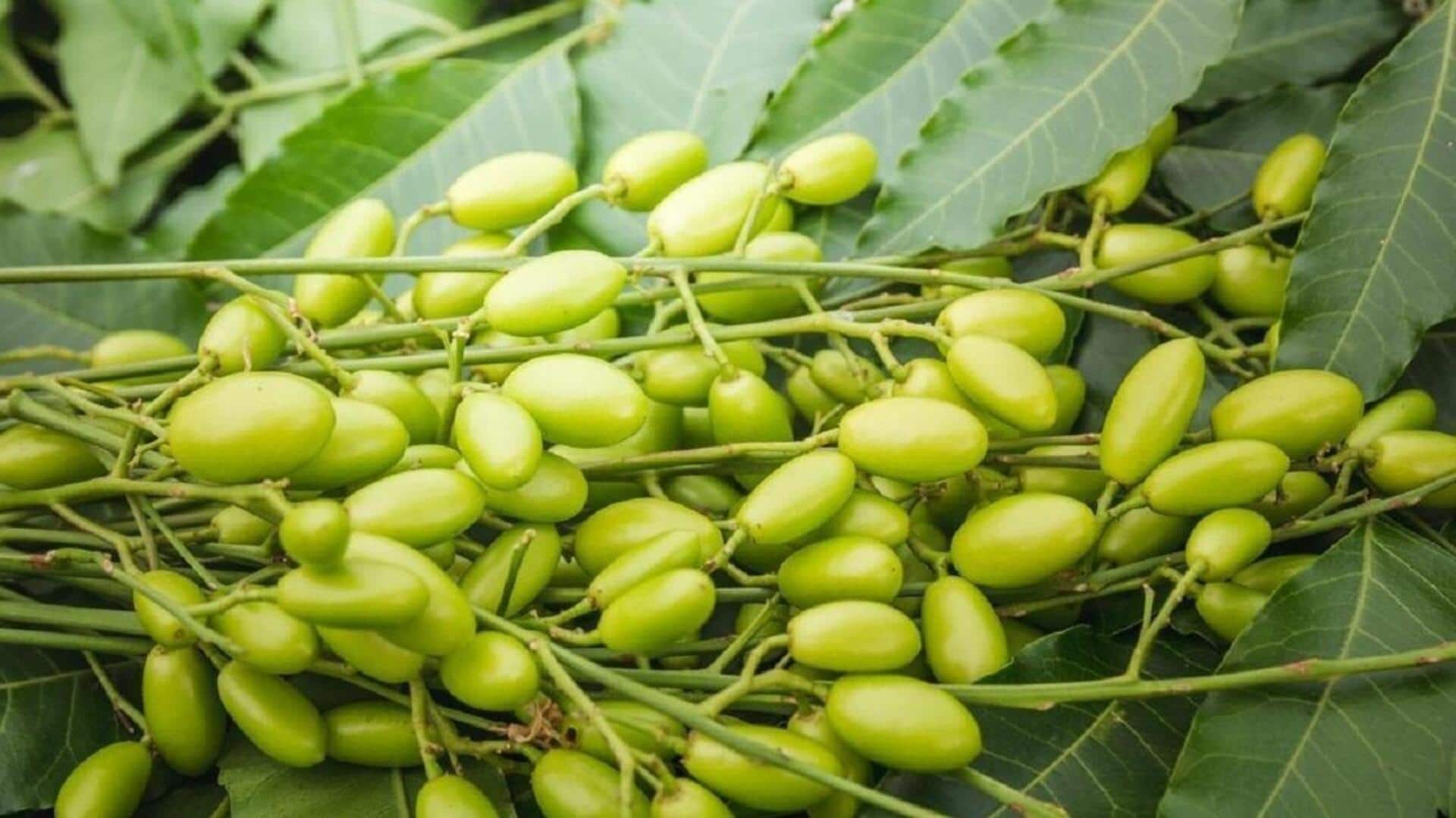 เมล็ดสะเดา: ฟื้นฟูผิวด้วยความลับความงามจากธรรมชาติ