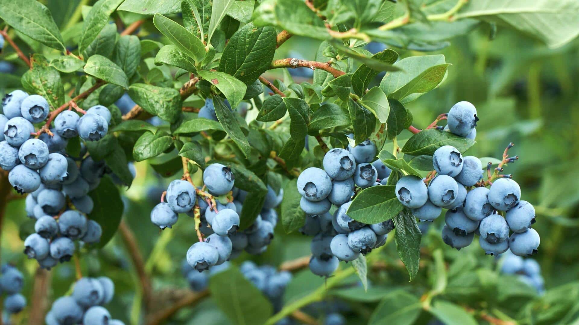 เบอร์รี่แซฟไฟร์: เคล็ดลับเพื่อผิวสวยเปล่งปลั่ง