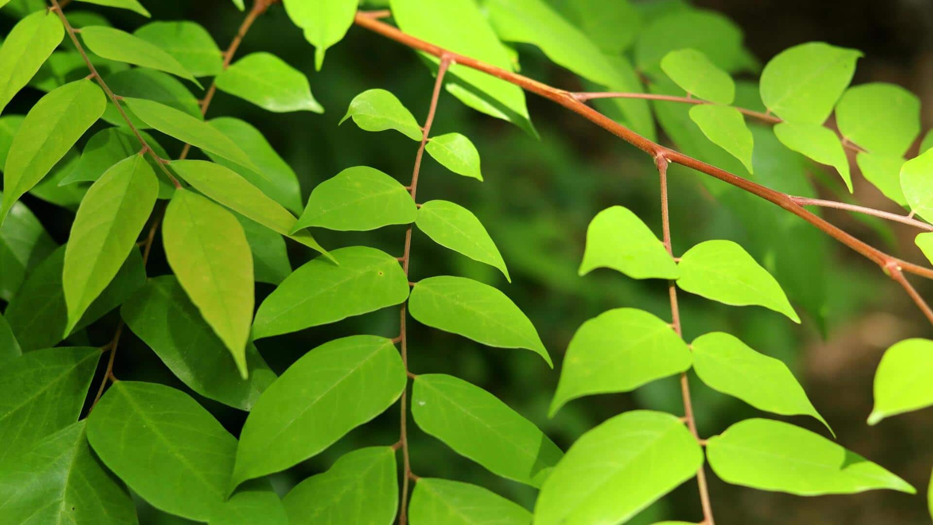 ใบมะเฟือง: เคล็ดลับความงามเพื่อผิวเปล่งปลั่ง