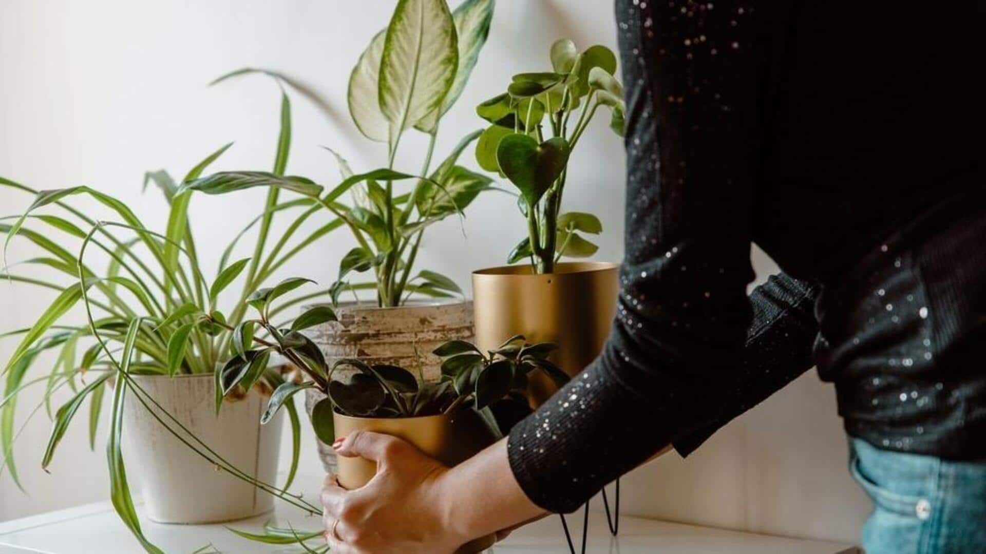 5 วิธีเสริมอารมณ์ด้วยการดูแลต้นไม้ในบ้าน