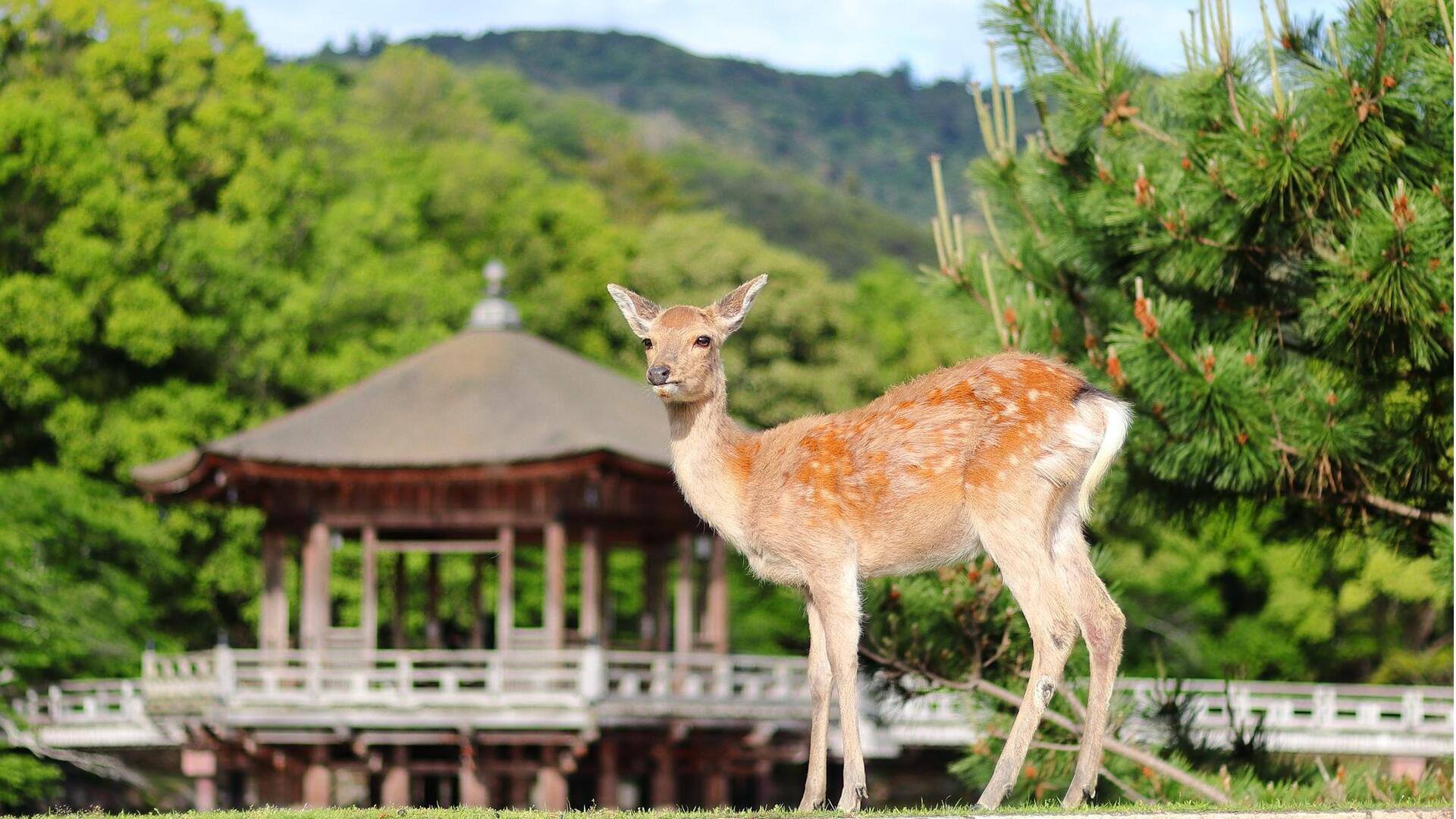 สวนสาธารณะนาราที่น่าเที่ยวเพื่อการเดินเล่นอย่างสงบ