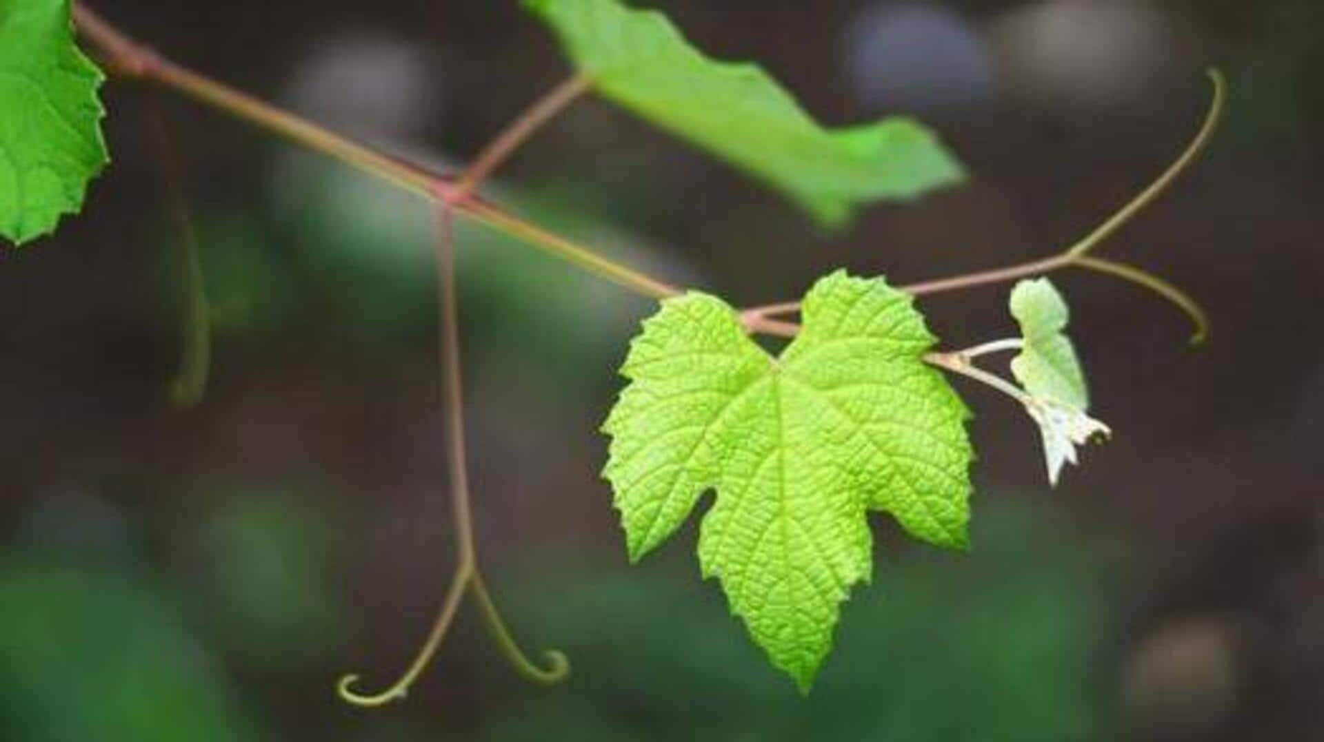 ใบองุ่น: ประโยชน์ความงามที่คุณไม่ควรพลาด