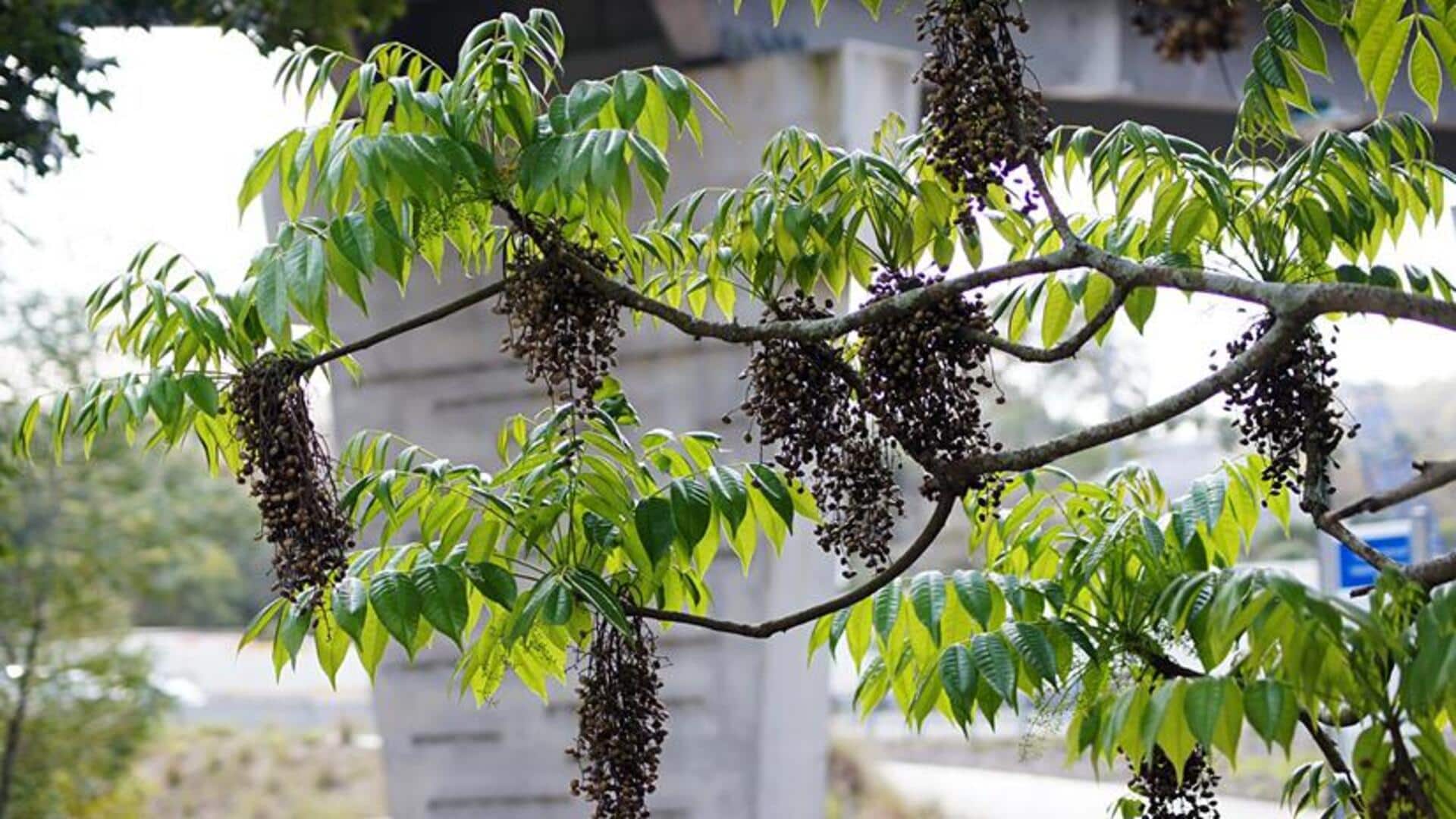 ประโยชน์ด้านความงามของเมล็ดต้นเทียนญี่ปุ่นเพื่อผิวกระชับเรียบเนียน