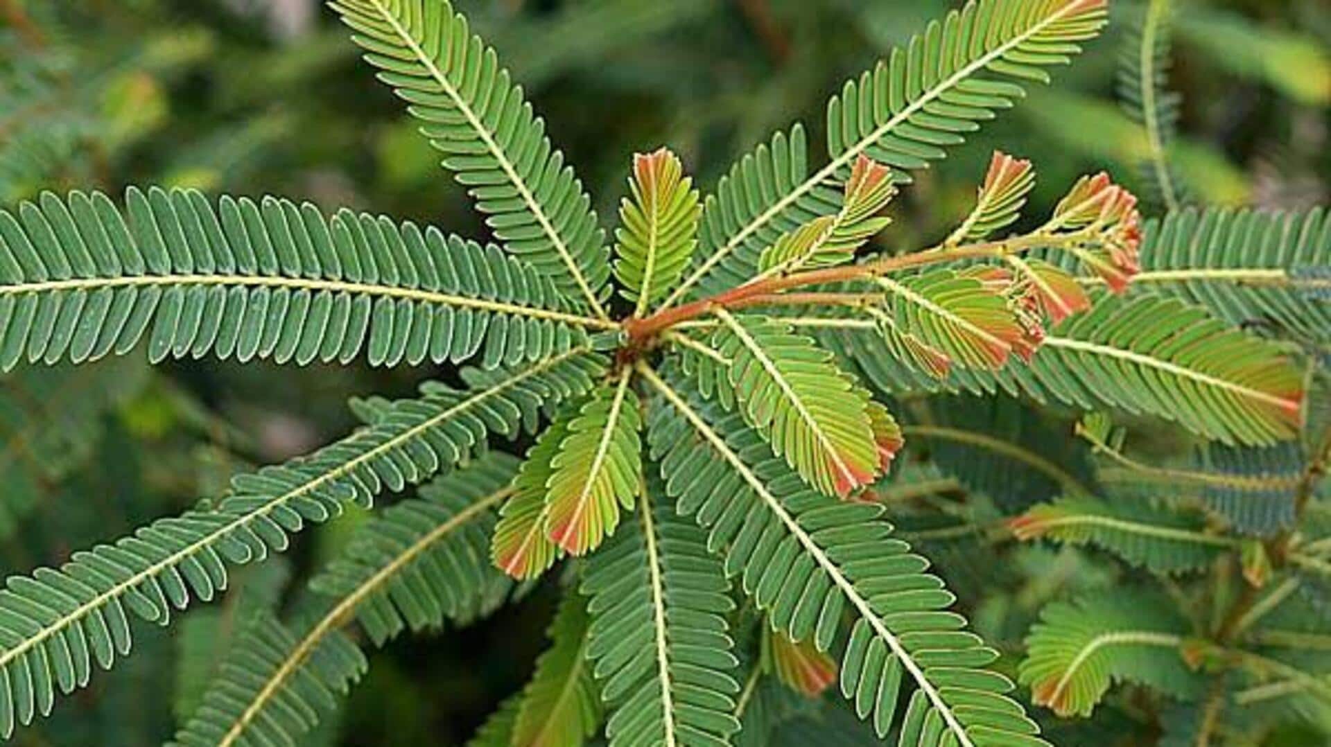 ใบมะขามป้อม: เคล็ดลับความงามเพื่อผิวสดใสเปล่งปลั่ง