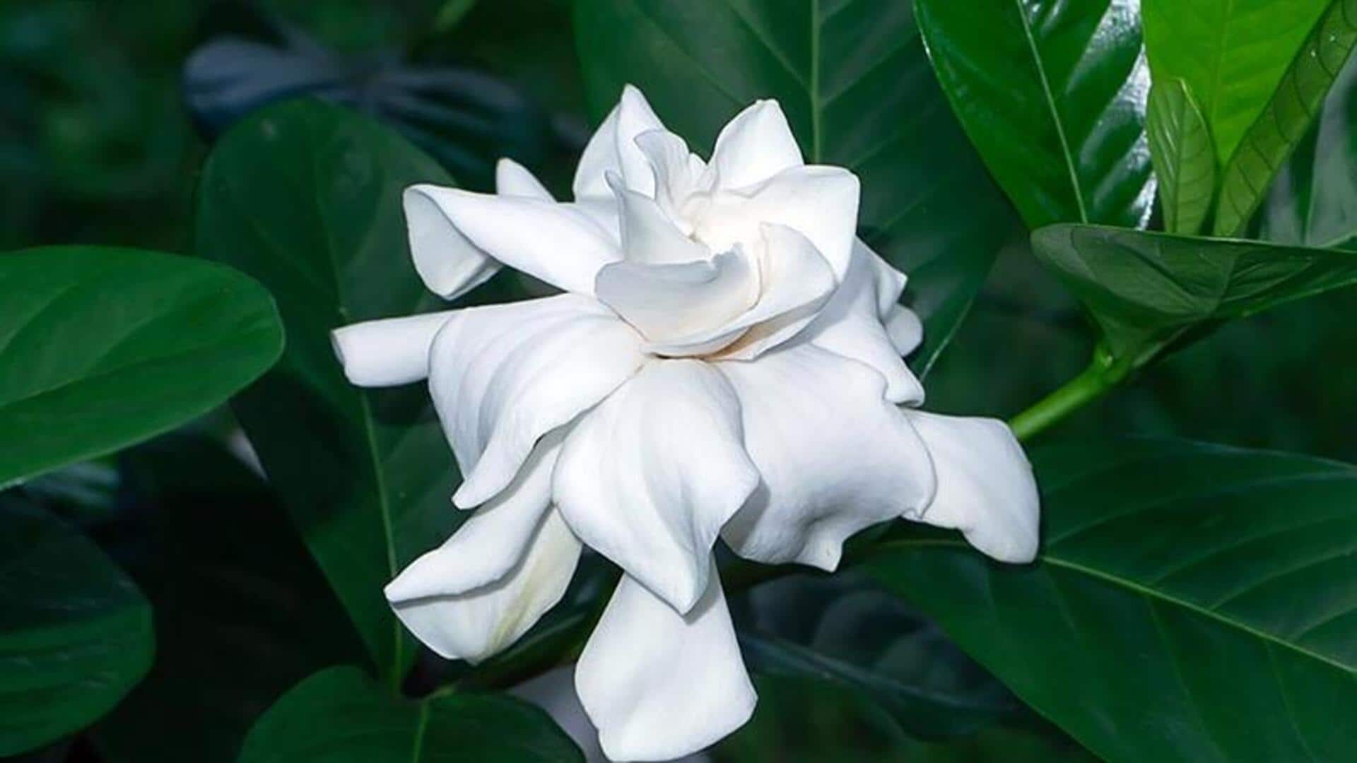คุณประโยชน์ความงามของดอกการ์ดิเนียเพื่อผิวสุขภาพดี