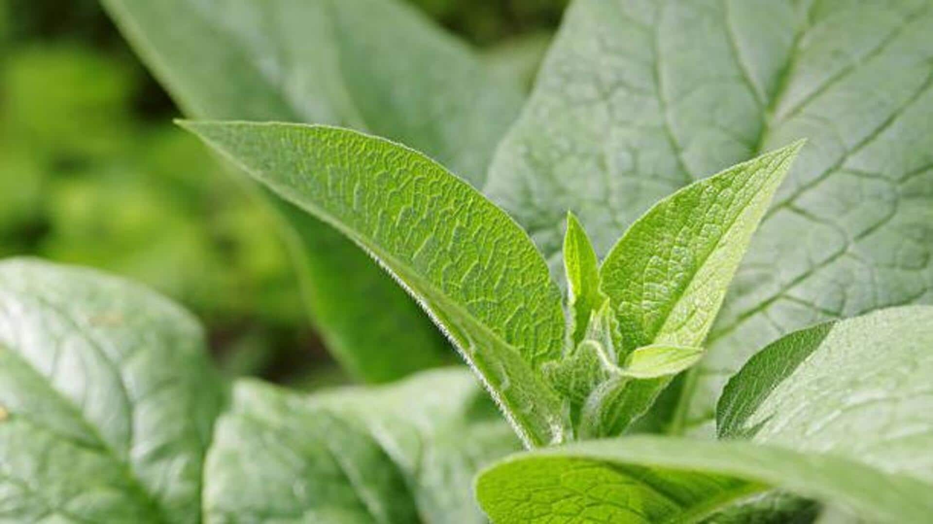 ใบคอมฟรีย์: เคล็ดลับเพื่อผิวพรรณเปล่งปลั่งสวยงาม