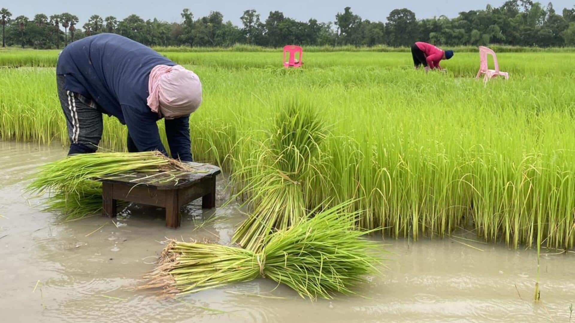 นาข้าวลับ: เปิดมุมมองใหม่แห่งความสงบสำหรับสายถ่ายภาพ