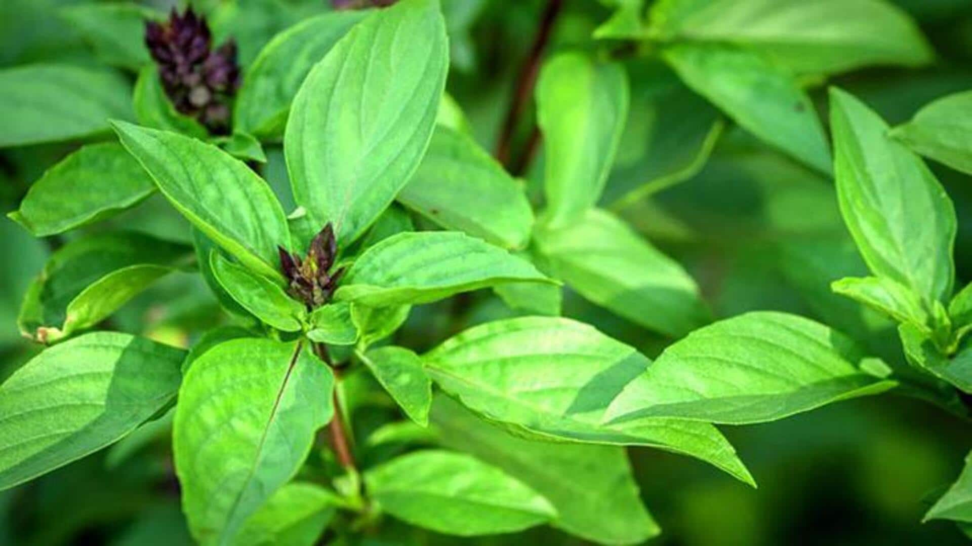 ประโยชน์ของสารสกัดใบโหระพาต่อผิวพรรณ