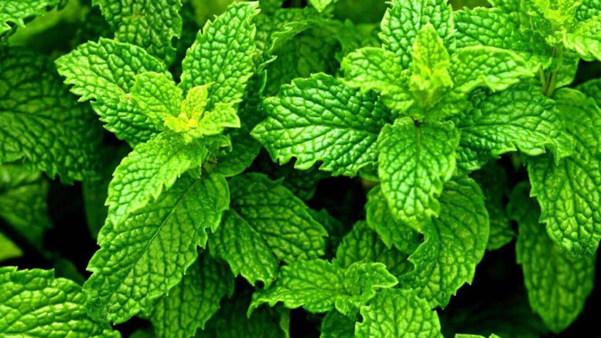 ปรับปรุงการย่อยอาหารด้วยสมุนไพรในครัวที่อ่อนโยน