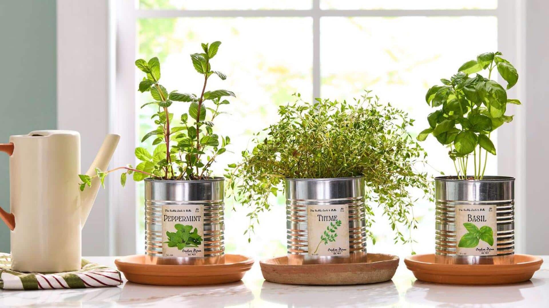 ไอเดียรีไซเคิล: เปลี่ยนกระป๋องดีบุกเป็นกระถางต้นไม้สวยง่ายๆ