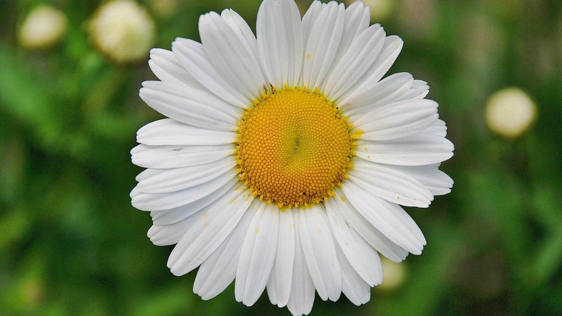 เดซี่: เผยประโยชน์ความงาม 5 ข้อเพื่อผิวเปล่งปลั่ง