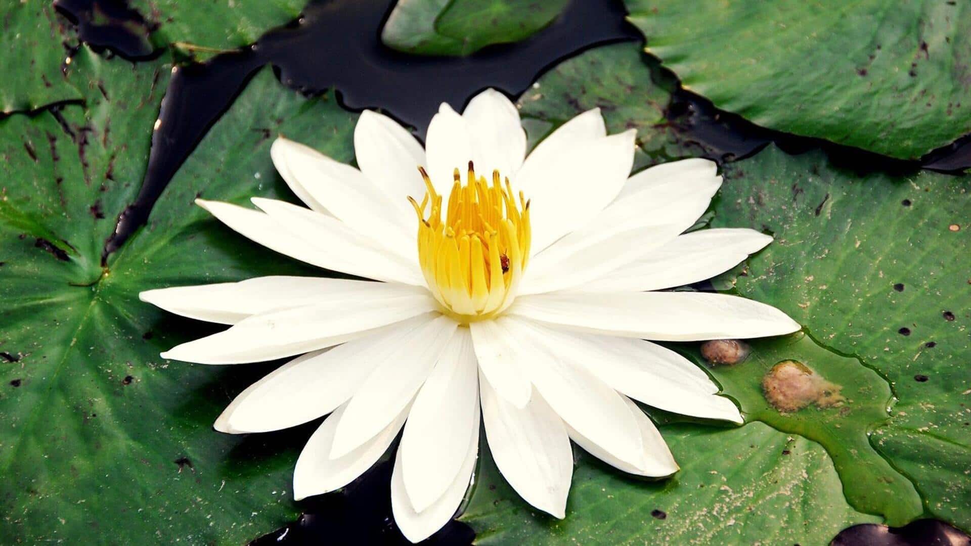 ประโยชน์ด้านความงามของสารสกัดจากบัวสายเพื่อผิวสวย