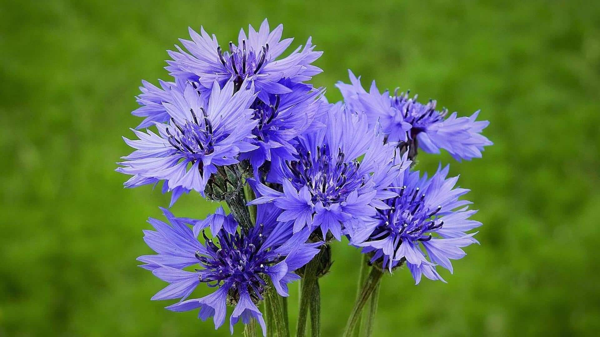 ดอกคอร์นฟลาวเวอร์: เผยคุณประโยชน์ความงามเพื่อผิวเปล่งปลั่ง