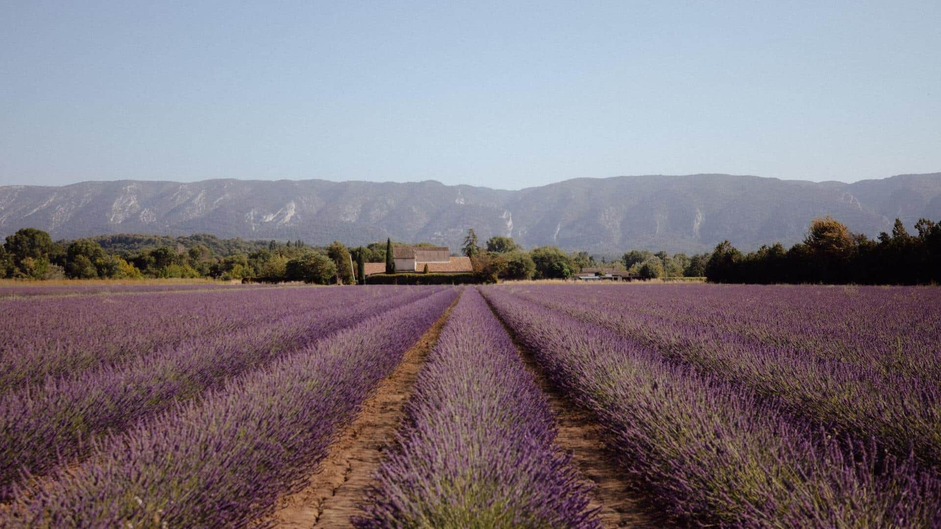 ทุ่งลาเวนเดอร์ในฝรั่งเศสที่เหมาะแก่การเดินเล่นในวันร้อน
